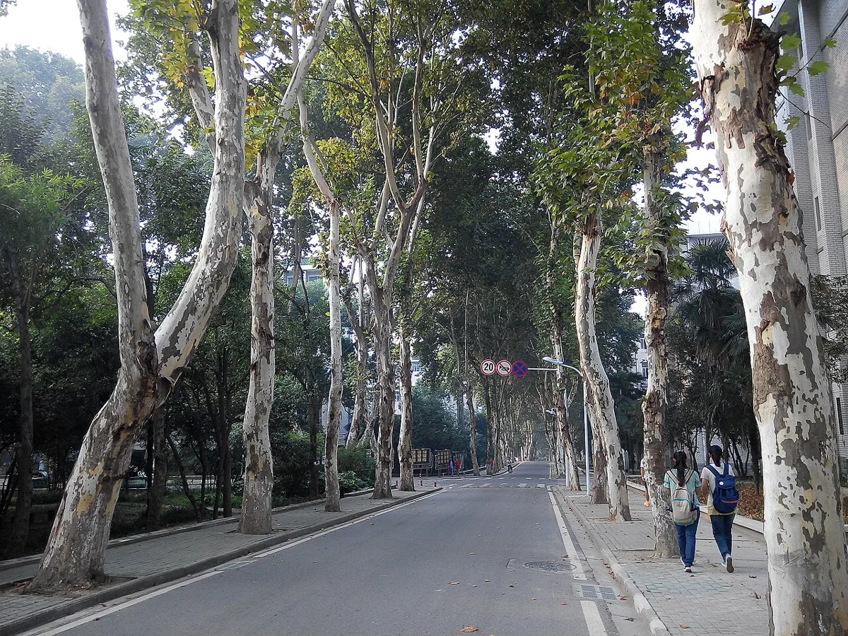 Wuhan University of Technology campus